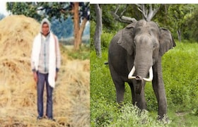 अडीच एकरातील पीक हत्तींनी तुडवलं, वर्षभराच्या मेहनतीची राखरांगोळी; नैराश्यात गेलेल्या शेतकऱ्याची आत्महत्या farmer commits suicide