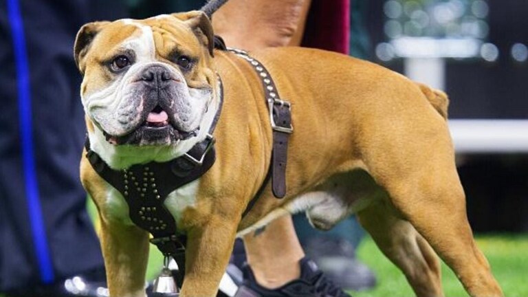 पाळीव बुलडॉगने 4 वर्षांच्या चिमुकलीवर केला जीवघेणा हल्ला! केस आणि त्वचा ओरबाडली... अखेर, मुलीचा दुर्दैवी मृत्यू 4 वर्षांच्या चिमुकलीवर बुलडॉगचा जीवघेणा हल्ला!