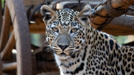 Maharashtra leopard news