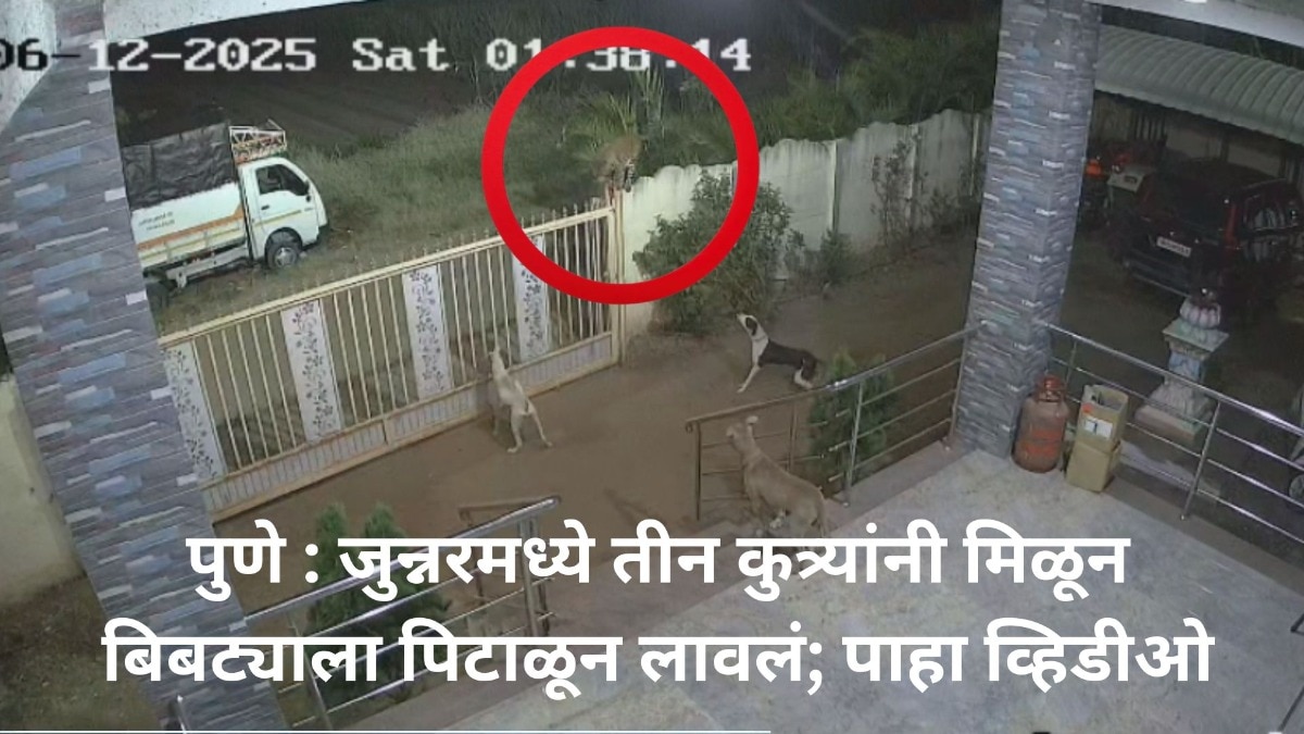 पुणे : जुन्नरमध्ये तीन कुत्र्यांनी मिळून बिबट्याला पिटाळून लावलं; पाहा व्हिडीओ Pune leopard vs dog News