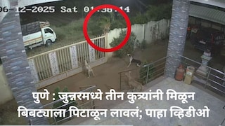पुणे : जुन्नरमध्ये तीन कुत्र्यांनी मिळून बिबट्याला पिटाळून लावलं; पाहा व्हिडीओ Mumbai Tak