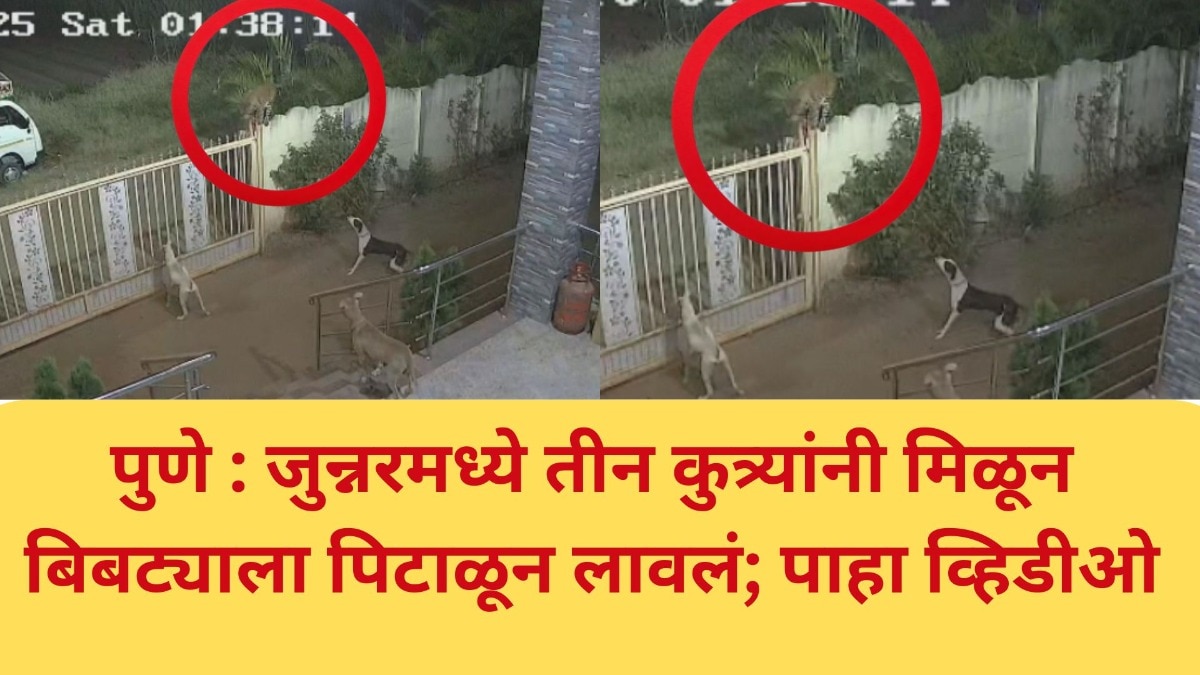 पुणे : जुन्नरमध्ये तीन कुत्र्यांनी मिळून बिबट्याला पिटाळून लावलं; पाहा व्हिडीओ Pune leopard vs dog News