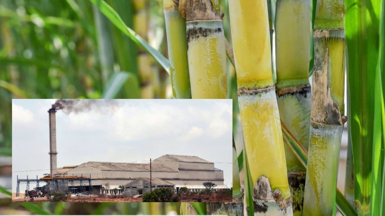 राज्यातील 38 कारखान्यांनी एफआरपीचे 140 कोटी थकवले, खुद्द सहकार मंत्र्यांच्या कारखान्याचे 9 कोटी थकीत Maharashtra Politics