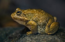 जळगावात बेडकामुळे रिक्षा एकमेकांवर आदळून पलटी झाल्या, ड्रायव्हरसह पाच जण गंभीर जखमी Rickshaw accident in Jalgaon