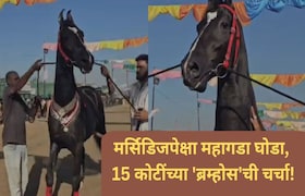 मर्सिडिजपेक्षा महागडा घोडा, 15 कोटींच्या 'ब्रम्होस'ची चर्चा! रोज 15 लिटर दूध अन् पौष्टिक खुराक Brahmos horse