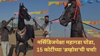 मर्सिडिजपेक्षा महागडा घोडा, 15 कोटींच्या 'ब्रम्होस'ची चर्चा! रोज 15 लिटर दूध अन् पौष्टिक खुराक Mumbai Tak
