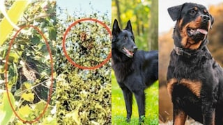 सांगली : बिबट्याचा युवकावर हल्ला, पण रॉट व्हिलर अन् बेल्जियम शेफर्डने प्राण वाचवले, बिबट्याने झाडावर पळ काढला Mumbai Tak