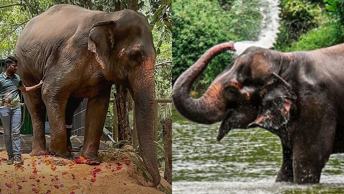 Madhuri Elephant latest update 