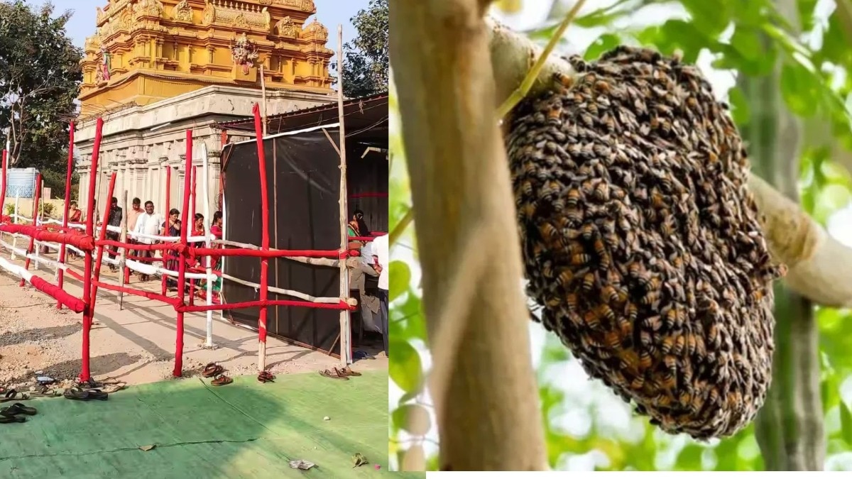चंद्रपूर : मंदिरात जेवणाची पंगत बसलेली असताना मधमाश्यांचा हल्ला, व्यवसायिकाचा जागेवर मृत्यू 