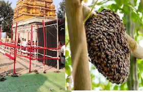 चंद्रपूर : मंदिरात जेवणाची पंगत बसलेली असताना मधमाश्यांचा हल्ला, व्यवसायिकाचा जागेवर मृत्यू Chandrapur News