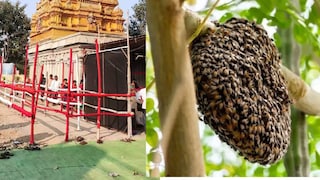 चंद्रपूर : मंदिरात जेवणाची पंगत बसलेली असताना मधमाश्यांचा हल्ला, व्यवसायिकाचा जागेवर मृत्यू Mumbai Tak