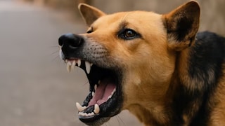 लातुरच्या उदगीरमध्ये भटक्या कुत्र्यांचा सुळसुळाट, तीन दिवसांत 22 लोकांचे तोडले लचके Mumbai Tak