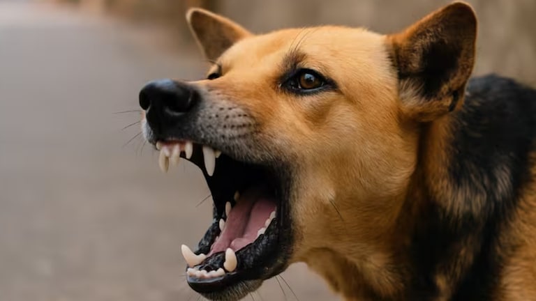 लातूरच्या उदगीरमध्ये भटक्या कुत्र्यांचा सुळसुळाट, तीन दिवसांत 22 लोकांचे तोडले लचके Latur news