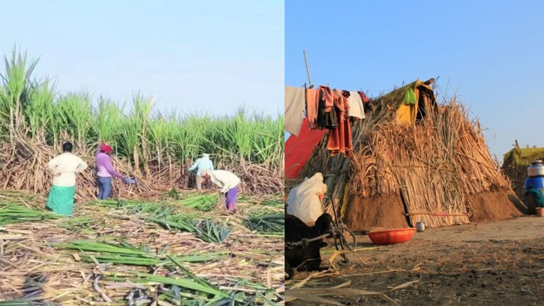 बीड आहे की नरक? आई-वडील ऊसतोडीसाठी जाताच किराणा दुकानदारातील राक्षस जागा, 2 अल्पवयीन मुलींवर अत्याचार Beed Crime News