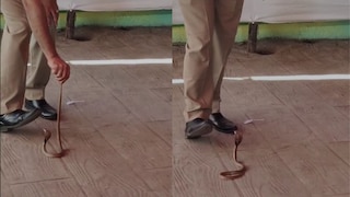 मतदान केंद्रावर लोकांची गर्दी असतानाच क्रोबा दिसला अन् खळबळ उडाली, नवी मुंबईत काय घडलं? पाहा VIDEO Mumbai Tak