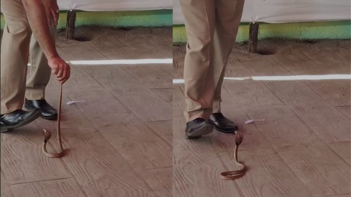 A cobra snake was spotted at the polling station