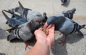 कबुतराला खायला टाकणे महागात, महिलेला भरावा लागला 2 लाख 26 हजारांचा दंड! Feeding pigeons
