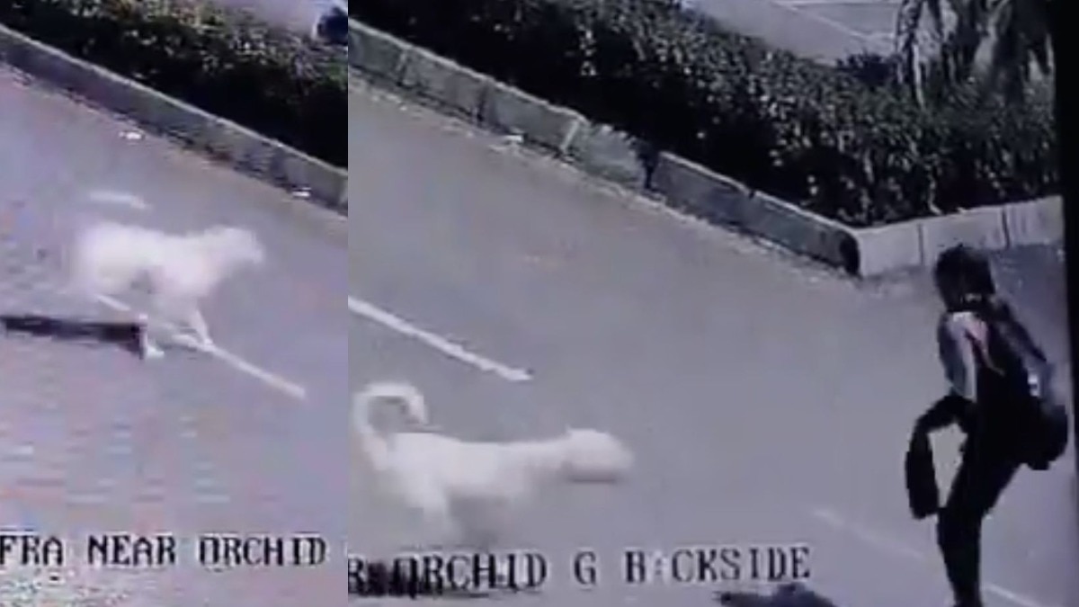 डोंबिवलीत शाळेत जाताना सात वर्षाच्या मुलीवर 10 ते 15 कुत्र्यांनी केला हल्ला, घटनास्थळ गेला हादरून