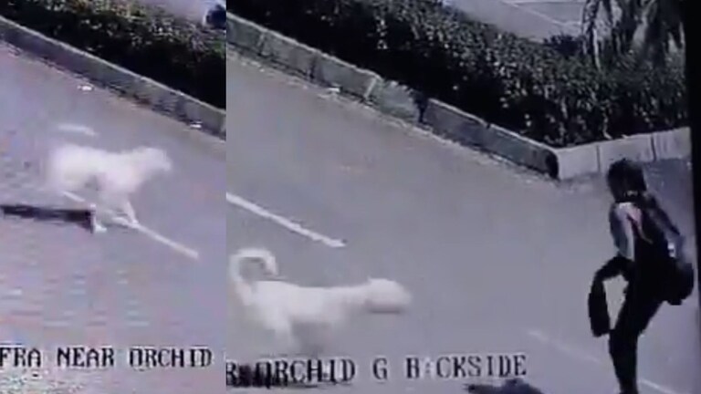 डोंबिवलीत शाळेत जाताना सात वर्षाच्या मुलीवर 10 ते 15 कुत्र्यांनी केला हल्ला, घटनास्थळ हादरलं Dombivili News