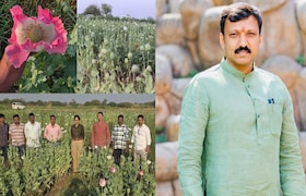 कांद्याच्या पिकात अफूची लागवड, उपतालुका प्रमुखाचा प्रताप समोर येताच ओमराजे निंबाळकरांचा मोठा निर्णय Dharashiv Politics