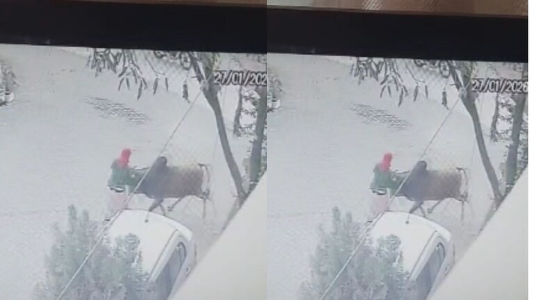 नागपूर : 64 वर्षीय महिलेवर बैलाने हल्ला केला, पीडितेच्या मेंदूला जबर मार, मृत्यूशी देते झुंज.. Video व्हायरल Nagpur News