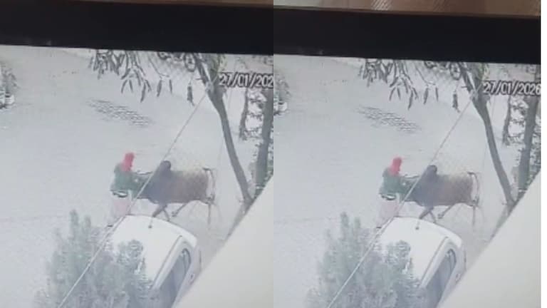 नागपूर : 64 वर्षीय महिलेवर बैलाने हल्ला केला, पीडितेच्या मेंदूला जबर मार, मृत्यूशी देते झुंज.. Video व्हायरल Nagpur News