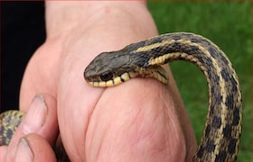 10×12 ची रुम, आतमध्ये 50 विषारी नाग, सापाकडून चावून घेण्यासाठी 50 हजारांचा रेट, नेमकं प्रकरण काय? Crime News