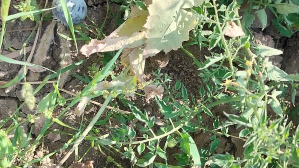 शिक्षकाच्या शेतात बेकायदेशीर अफूची शेती, गव्हाच्या पिकाआड 27 हजार रोपे