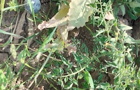 शिक्षकाच्या शेतात बेकायदेशीर अफूची शेती, गव्हाच्या पिकाआड 27 हजार रोपे crime news