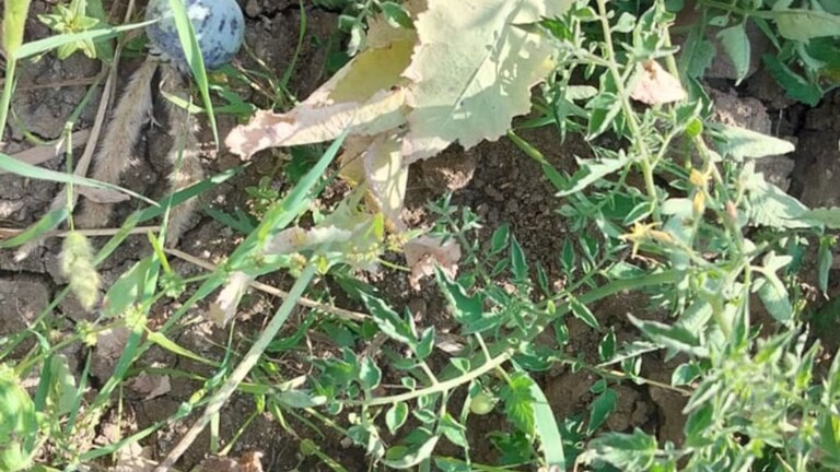 शिक्षकाच्या शेतात बेकायदेशीर अफूची शेती, गव्हाच्या पिकाआड 27 हजार रोपे crime news