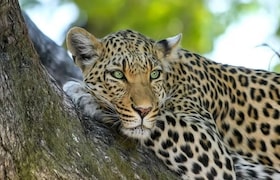 पुणे : माधुरी हत्तीणीनंतर 20 बिबट्यांना गुजरातच्या वनतारा अभयारण्यात हलवलं pune news