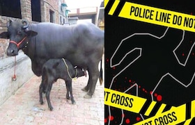 म्हशीचे रेडकू बांधले नाही म्हणून वडील रागावले, 17 वर्षीय मुलाला सहन झाले नाही, त्याने वडिलांची थेट हत्याच केली Crime News