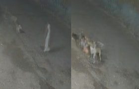 पुणे : चाकणमध्ये 32 वर्षीय महिलेवर सहा भटक्या कुत्र्यांचा हल्ला, हातापायांचे लचके तोडून कपडे फाडले, मृतदेह विवस्त्रच... Pune News