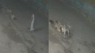 पुणे : चाकणमध्ये 32 वर्षीय महिलेवर सहा भटक्या कुत्र्यांचा हल्ला, हातापायांचे लचके तोडून कपडे फाडले, मृतदेह विवस्त्रच... Mumbai Tak