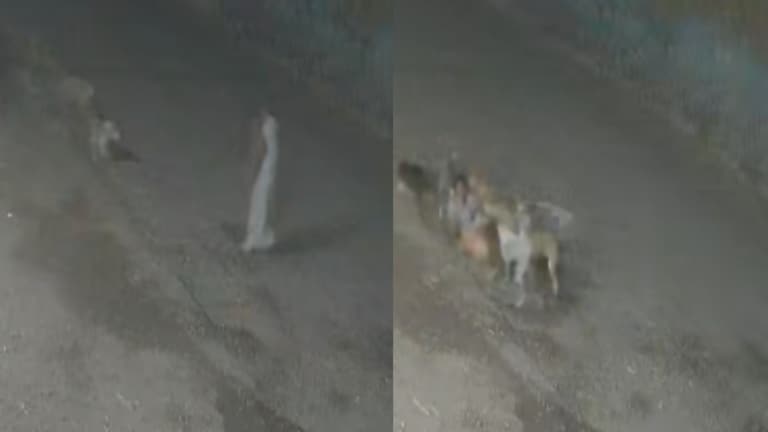 पुणे : चाकणमध्ये 32 वर्षीय महिलेवर सहा भटक्या कुत्र्यांचा हल्ला, हातापायांचे लचके तोडून कपडे फाडले, मृतदेह विवस्त्रच... Pune News