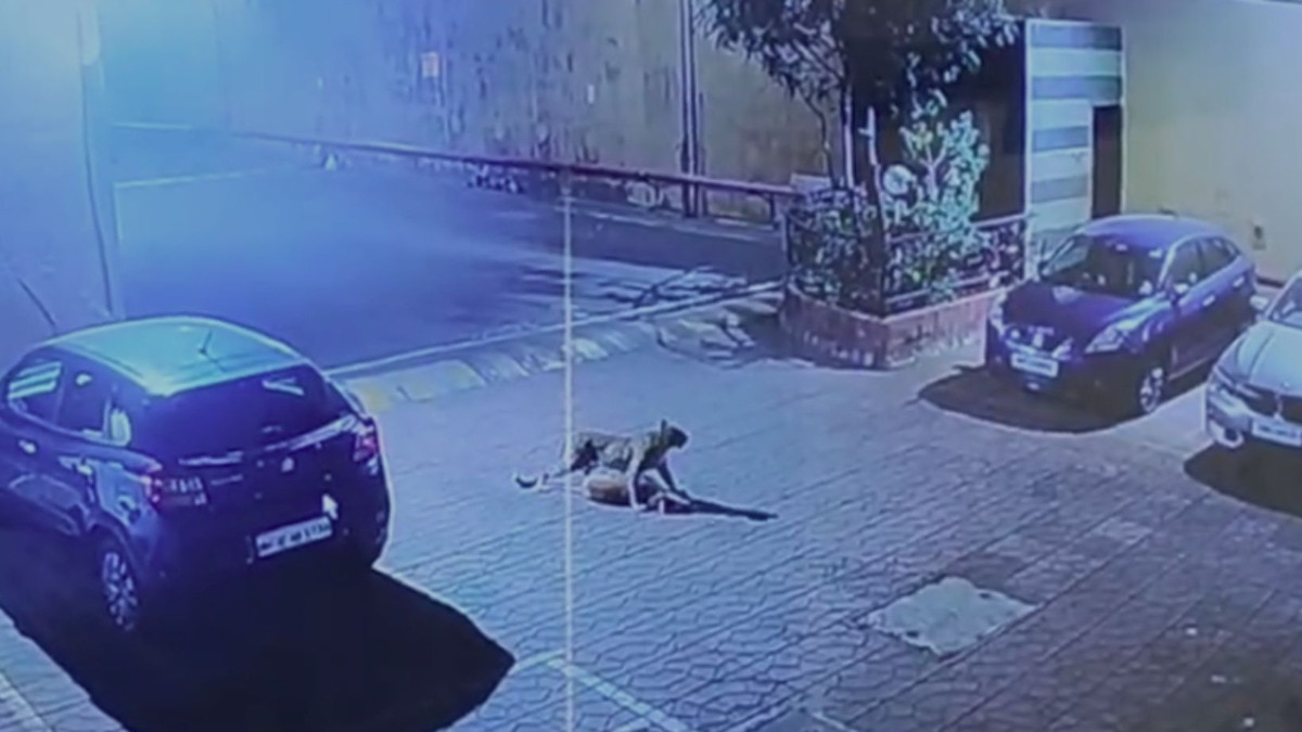 Mumbai Raheja Heights Leopard Video : 