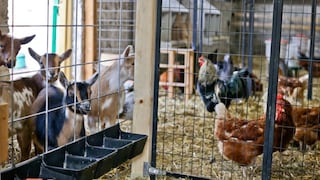 धार्मिक भावना! दर गुरुवारी मांस विक्री बंद, 5 हजारांच्या दंडाची तरतूद; महाराष्ट्रातील कोणत्या नगरपरिषदेने घेतला निर्णय? Mumbai Tak