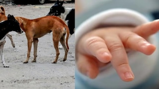 नवजात बाळाला झुडुपात टाकले, भटक्या कुत्र्यांनी लचके तोडत रस्त्यावर आणले; आई-बाप का झाले क्रूर? Mumbai Tak