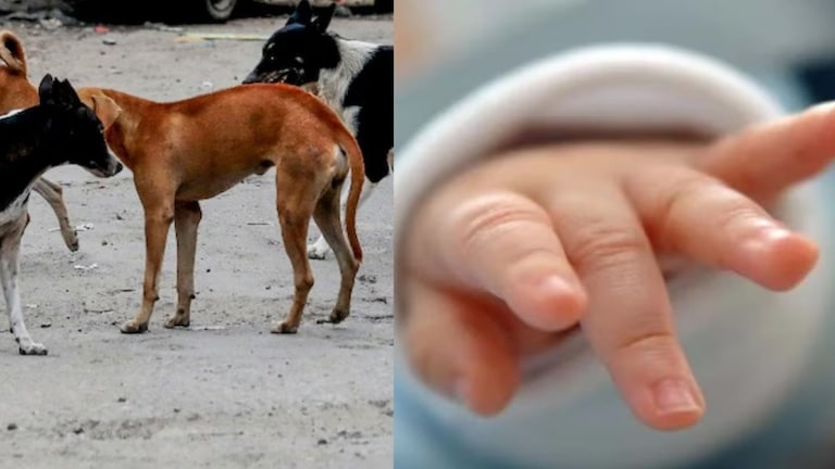 नवजात बाळाला झुडुपात टाकले, भटक्या कुत्र्यांनी लचके तोडत रस्त्यावर आणले; आई-बाप का झाले क्रूर? Crime News