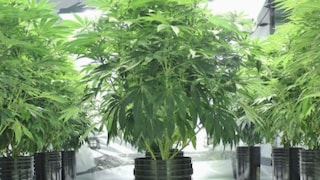 पुण्याची गोष्ट : पुण्यात 'या' भागात उगवला गांजा, बँकॉकहून केली होती तस्करी, नेमका काय आहे प्रकार? Mumbai Tak