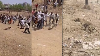 शिंदेंचा आमदार बिबट्यावर गेला धावून, स्टंटबाजी बेतली असती जीवावर.. कॅमेऱ्यात सगळंच झालं कैद! VIDEO Mumbai Tak