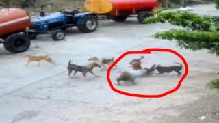 बीड : थरकाप उडवणारा व्हिडीओ, 4 वर्षीय चिमुरड्यावर भटके कुत्रे तुटून पडले Mumbai Tak