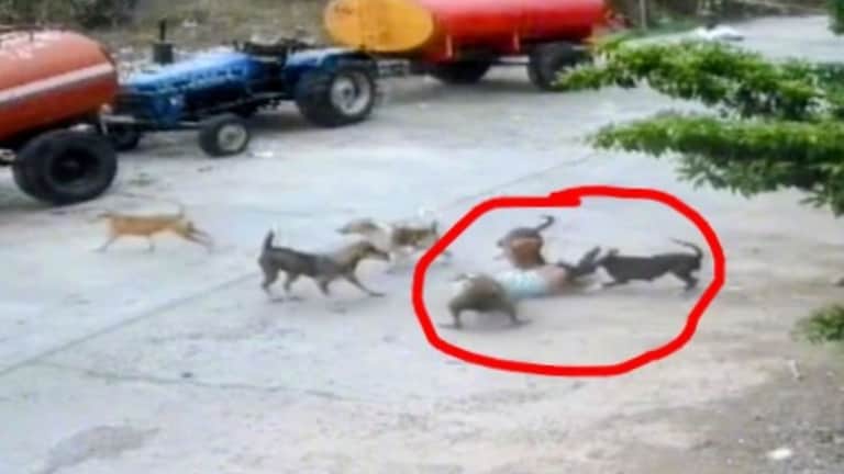 बीड : थरकाप उडवणारा व्हिडीओ, 4 वर्षीय चिमुरड्यावर भटके कुत्रे तुटून पडले Stray dog attack