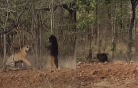 चंद्रपूर : चक्क अस्वलाने वाघाला पिटाळून लावलं, ताडोबातील VIDEO व्हायरल Tiger vs Bear fight video