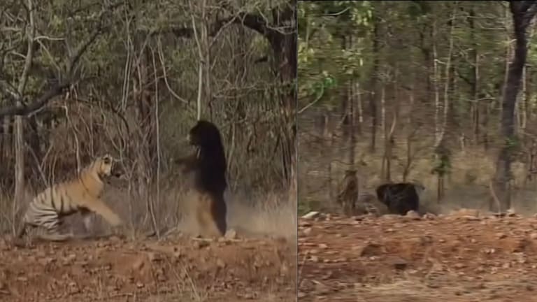 चंद्रपूर : चक्क अस्वलाने वाघाला पिटाळून लावलं, ताडोबातील VIDEO व्हायरल Tiger vs Bear fight video