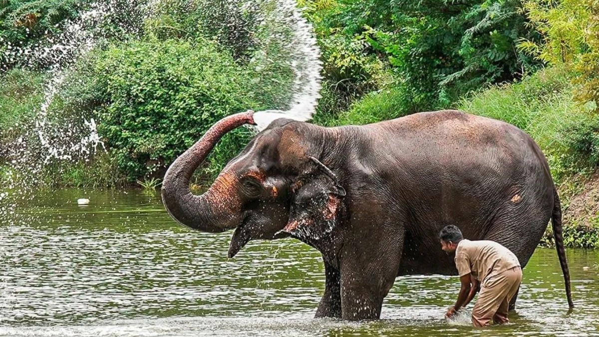 कोल्हापूरकरांसाठी आनंदाची बातमी, माधुरी हत्तीण मूळ घरी परतणार, वनताराची पोस्ट व्हायरल 