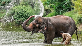 कोल्हापूरकरांसाठी आनंदाची बातमी, माधुरी हत्तीण मूळ घरी परतणार, वनताराची पोस्ट व्हायरल Mumbai Tak