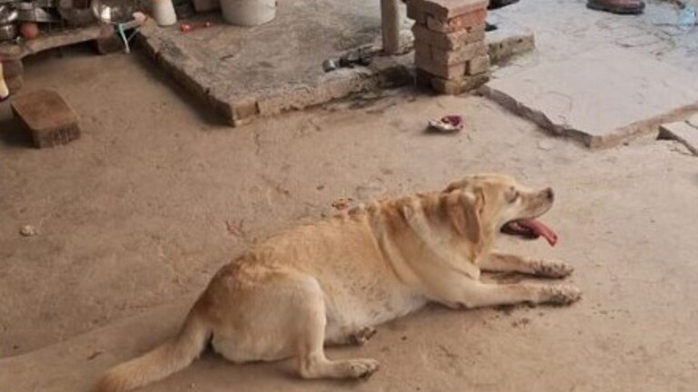 अल्पवयीन मुलगी जंगलात बेशुद्धावस्थेत आढळली, श्वानामुळे भयानक घटना उघडकीस Crime News