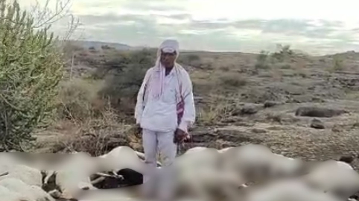 धुळे: साक्री तालुक्यात पावसाचा कहर, वीज कोसळून 40 मुक्या जनावरांचा दुर्दैवी मृत्यू