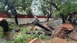 मुंबईची खबर : मुंबईत 1700 हून अधिक झाडं कोसळली, तीन मृत्यू, बीएमसीने काय सांगितलं? Mumbai News